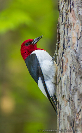 Red-headed Woodpecker