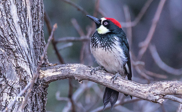 Acorn Woodpecker
