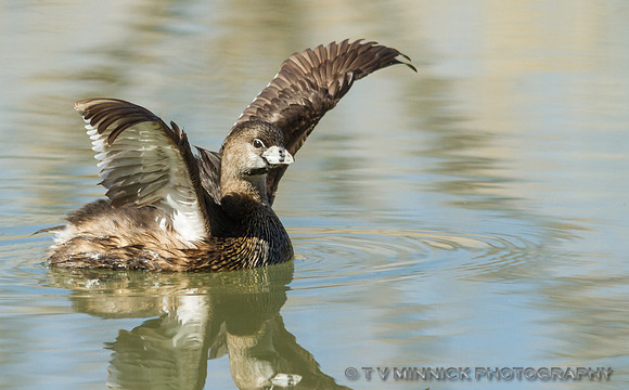 Pied-billed Grebe