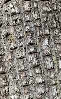 Pine Bark