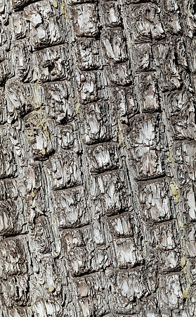 Pine Bark