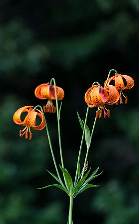 Turk's Cap Lily
