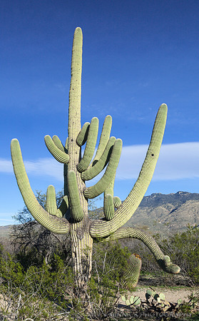 A Giant Saguaro Cactus