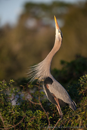 Great Blue Heron Displaying