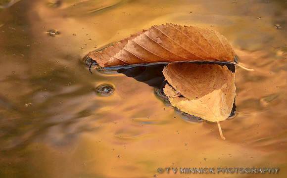 Autumn Gold