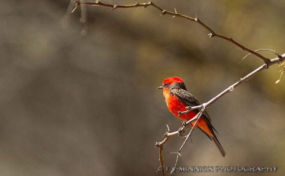 Vermillion Flycatcher