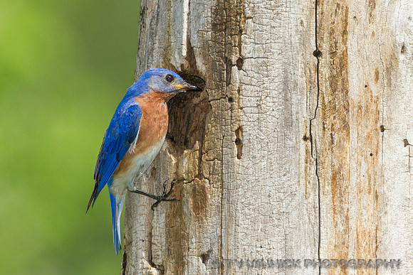 Bluebird
