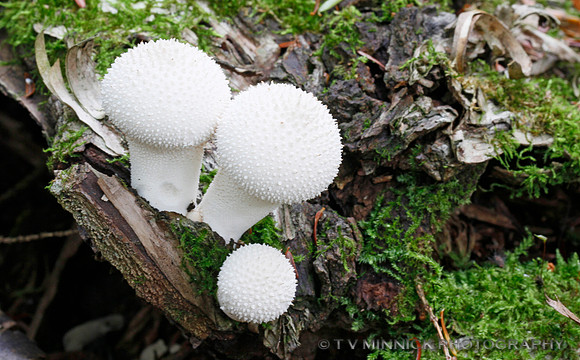 Gem-studded Puffball