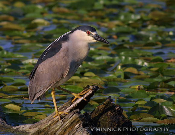 Black-crowned Night Heron