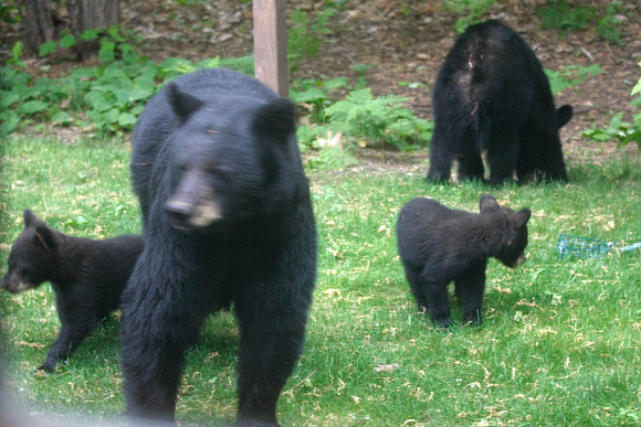 Momma bear and 3 cubs