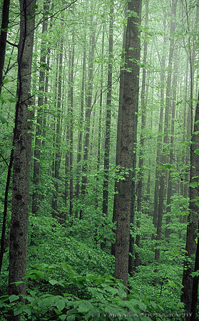 Forest in Spring