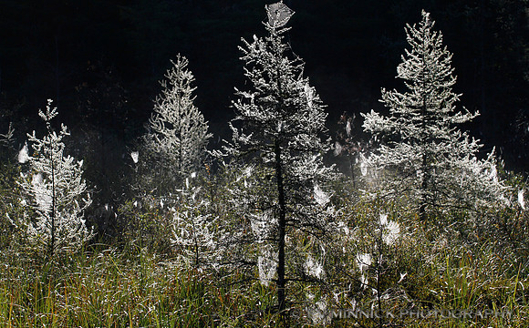 Dewy Trees with Webs
