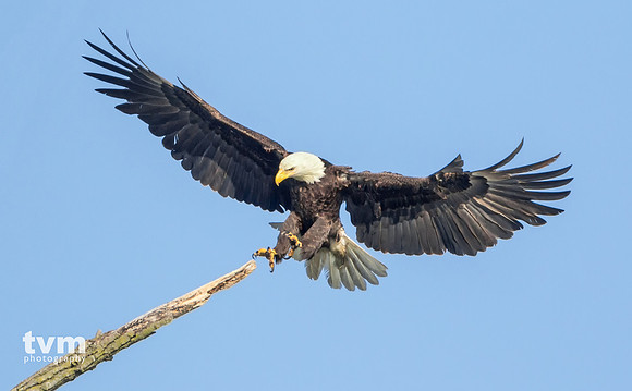 Bald Eagle