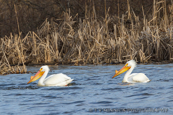 American White Pelican