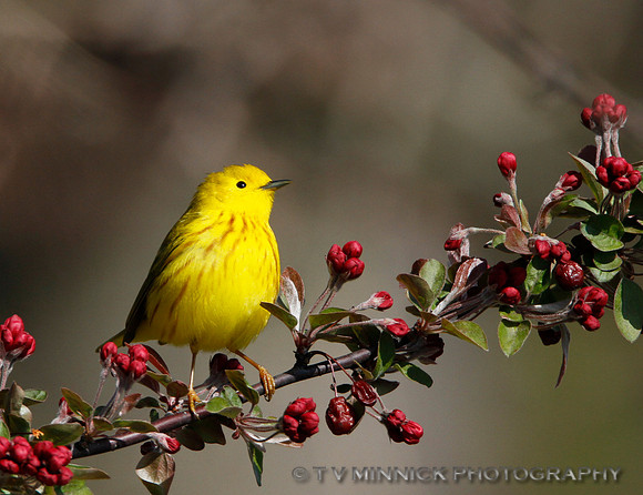Yellow Warbler