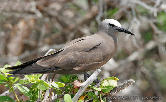 Brown Noddy
