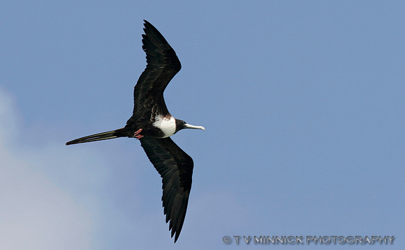 Magnificent Frigatebird