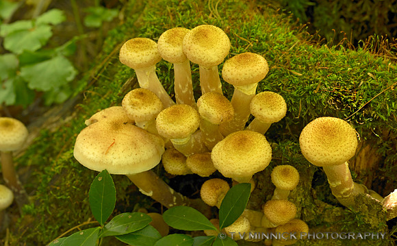 Honey Mushroom