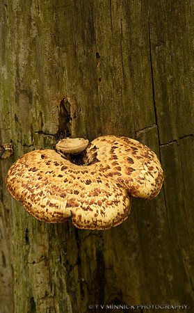 Dryad's Saddle