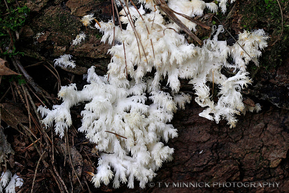 Bear's Head Tooth