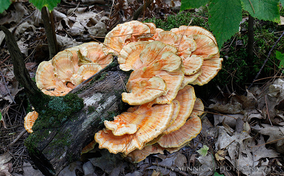 Chicken Mushroom