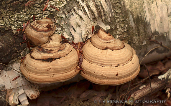 Tinder polypore