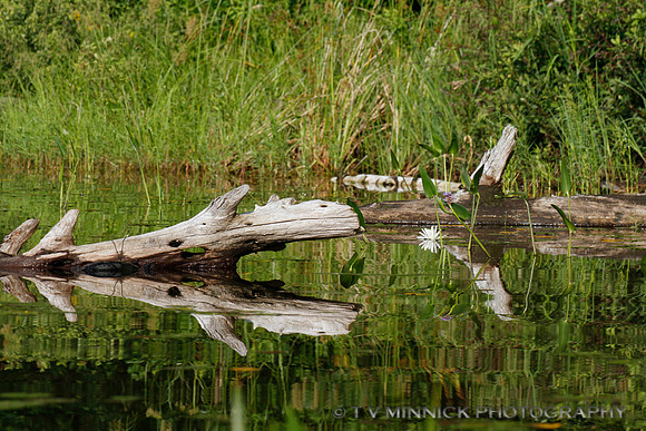 Lake Reflection