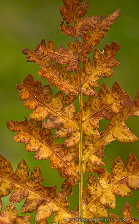 Autumn Fern