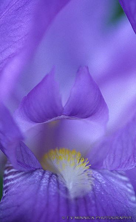 Blue Flag Iris