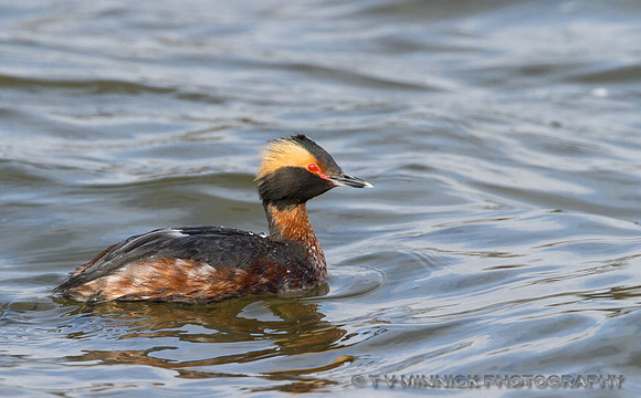 Horned Grebe