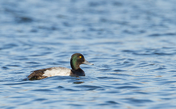 Greater Scaup