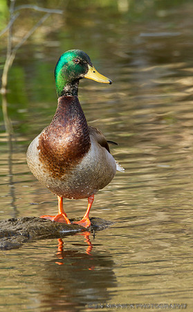 Mallard