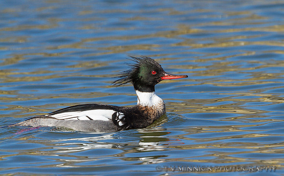 Red-breasted Merganser