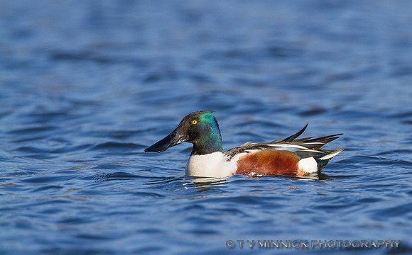Northern Shoveler