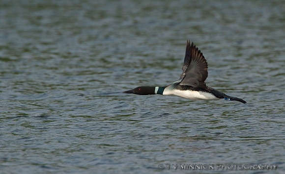 Common Loon