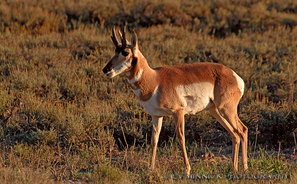 Pronghorn Antelope