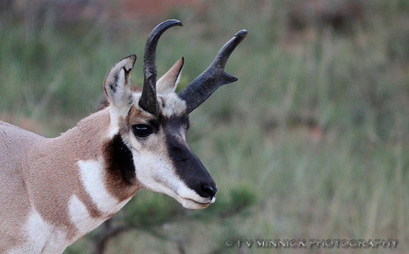 Antelope Portrait