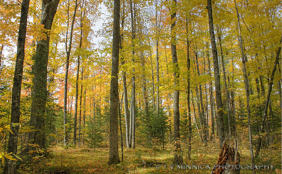 Northwoods in Autumn