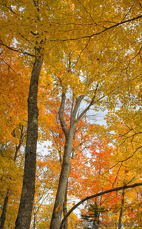 Yellow and Orange