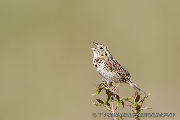 Henslow's Sparrow