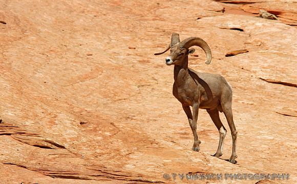 Desert Bighorn Sheep