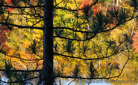 Color through the Pines
