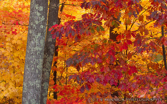 Red and Gold