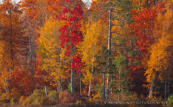 Autumn's Splendor