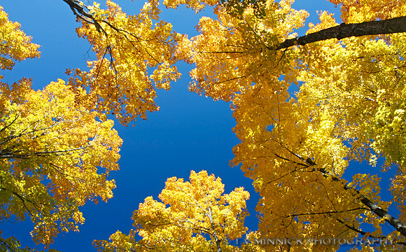 Golden Aspens and Blue Sky