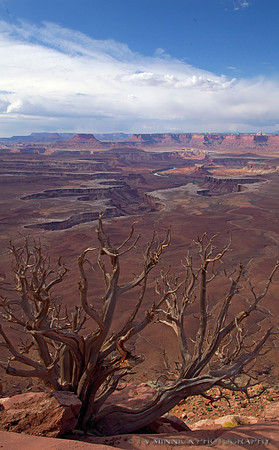 Juniper at Green River Overlook
