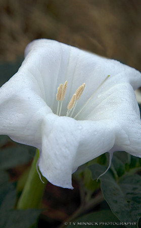 Monkey Flower