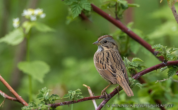 Lincoln's Sparrow