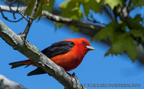 Scarlet Tanager