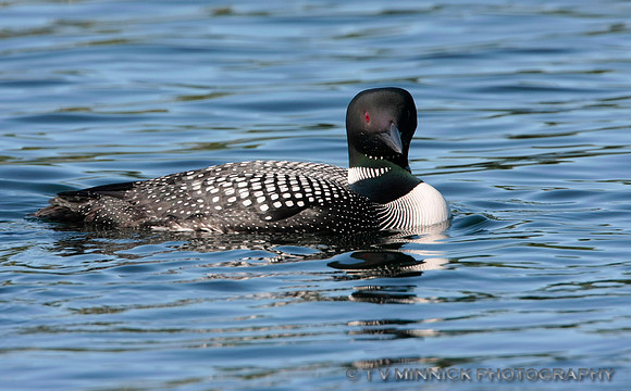 Common Loon
